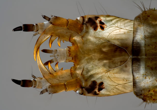 Illustration for article titled Remarkable Nikon Small World Microscope Photography Winners